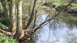 The River Tone near our lunch spot at Bradford-on-Tone
